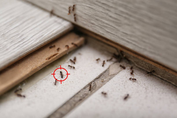 Best Pest Removal Services  in Wills Point, TX