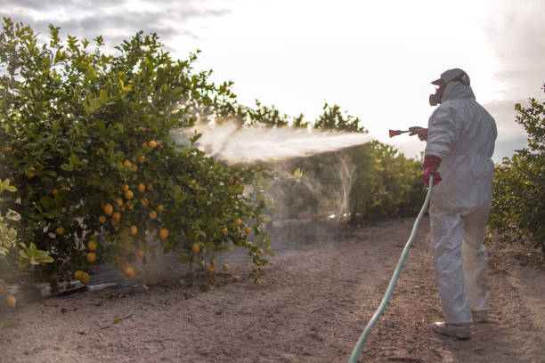 Best Pest Removal Services  in Wills Point, TX