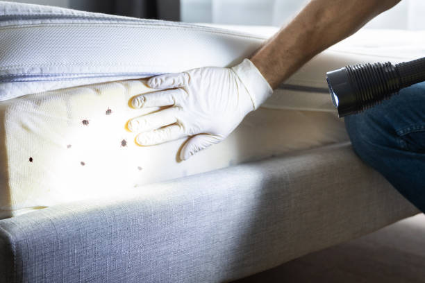 Best Affordable Pest Control Services  in Wills Point, TX
