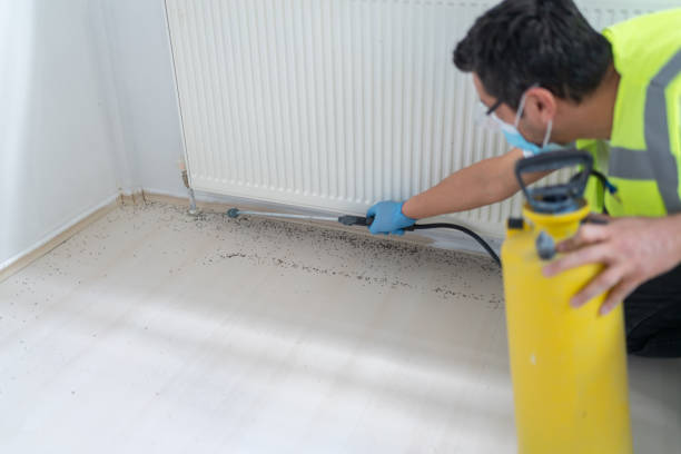 Best Termite Control Services  in Wills Point, TX